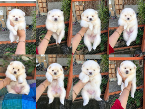 42183012 242675246415790 5568518729551052800 n