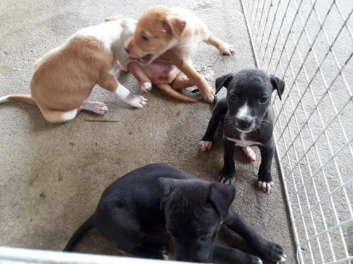 42257216 272046446783072 2034532828523266048 n