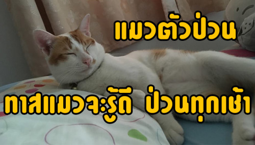 ทาสแมว