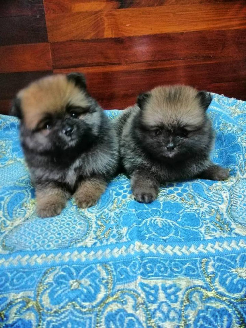 42272317 2231730113526970 9069642770645254144 n