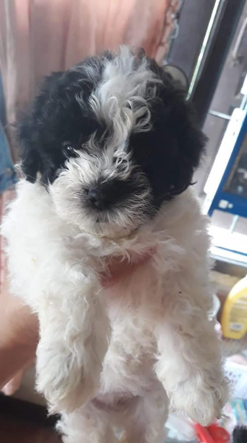 42332105 175068993368645 8006133667573268480 n