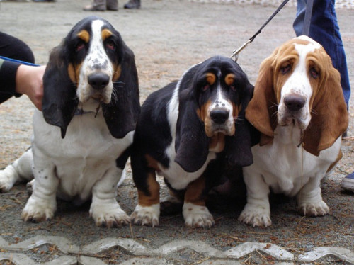basset hounds 883517 640