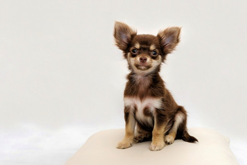 chihuahua 2945855 640