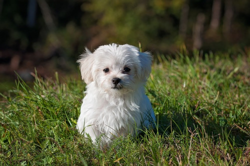 dog 1123016 640