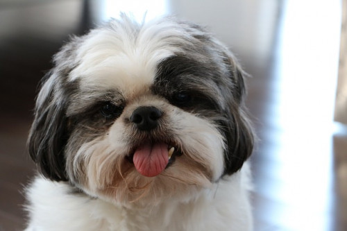 dog 1193113 640