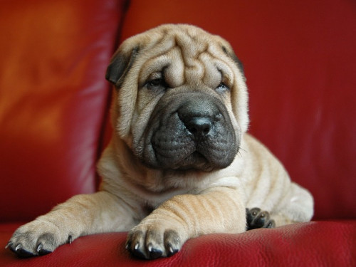 dog 1865712 640