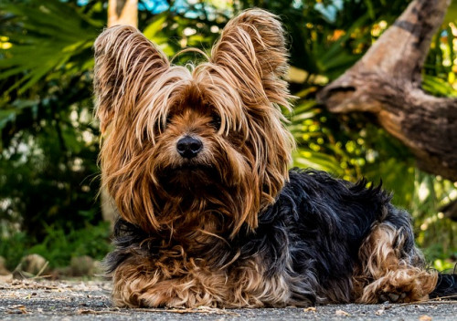 dog 216282 640