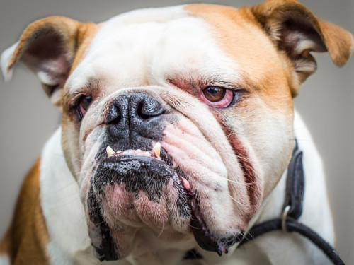 dog 3109896 640