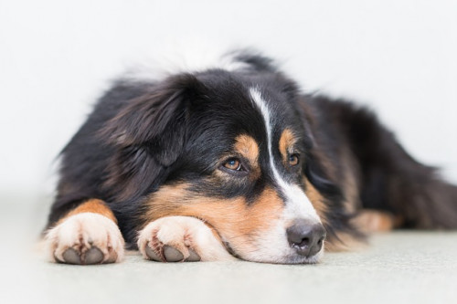 dog 3168589 640