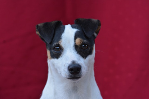 dog 3684846 640