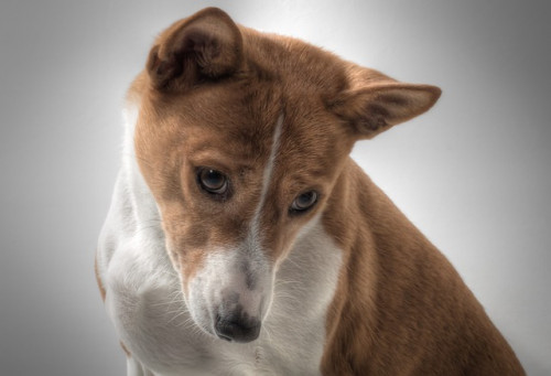 dog 601216 640