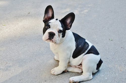 french bulldog 277255 640