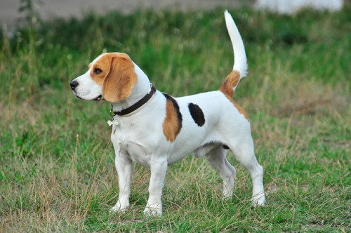 pet 3635986 640