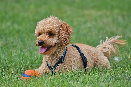 poodle 3607995 640