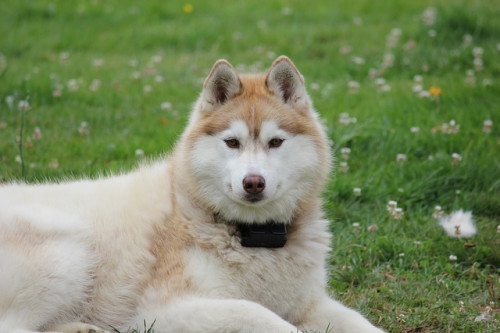 siberian 2040459 640