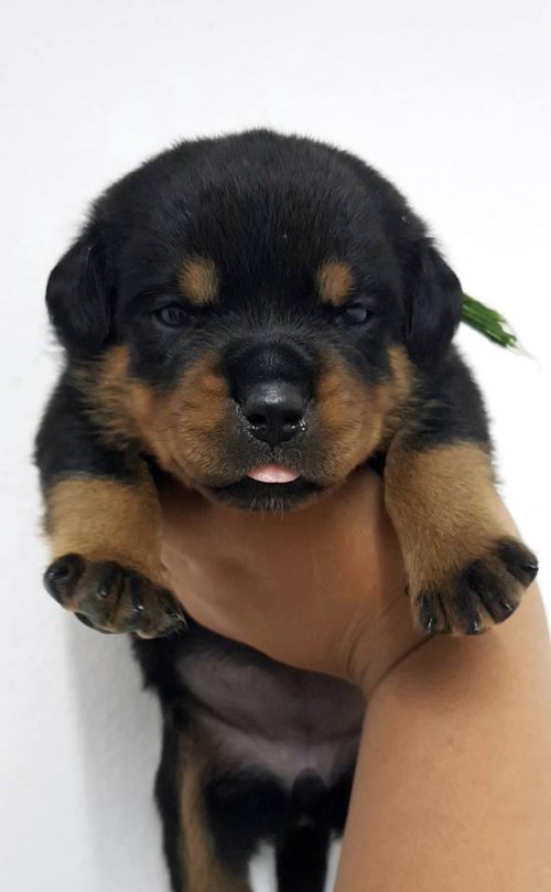 42462575 477445876101148 3072729082274775040 n