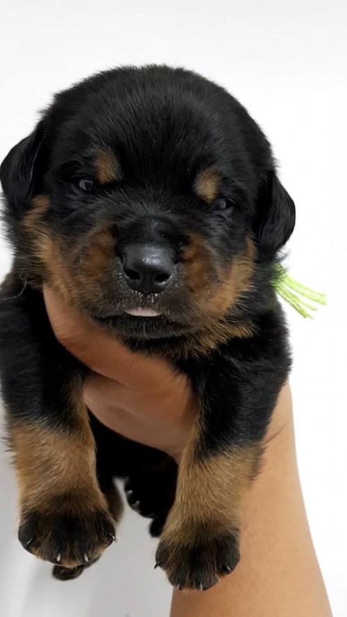 42474186 477445956101140 4125428280943706112 n