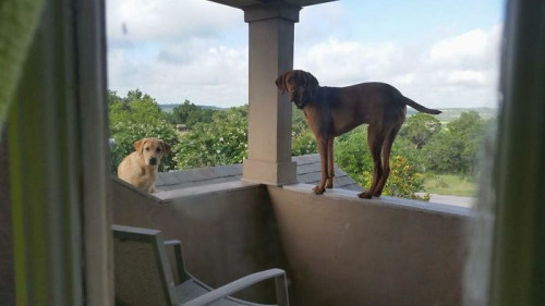 Dog-waits-daily-for-his-owner-to-arrive-home-in-a-unique-way-5b63fcc4d8dec__700.jpg