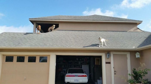 Dog-waits-daily-for-his-owner-to-arrive-home-in-a-unique-way-5b63fcc6d6e2c__700.jpg