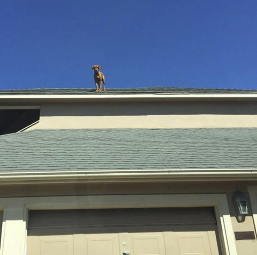 Dog-waits-daily-for-his-owner-to-arrive-home-in-a-unique-way-5b63fdb2621b8__700.jpg