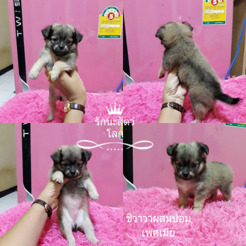 42999645 10212934074081682 3349084122961149952 n