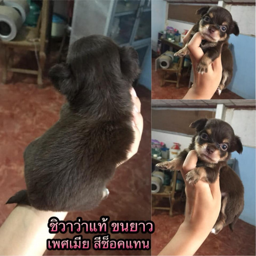 43062055 1280646125409334 8726116382774657024 n