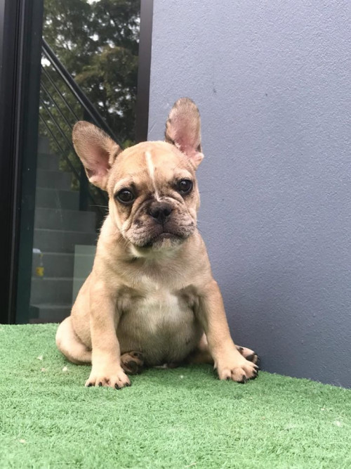 43098785 1895873963864202 7903141790629232640 n