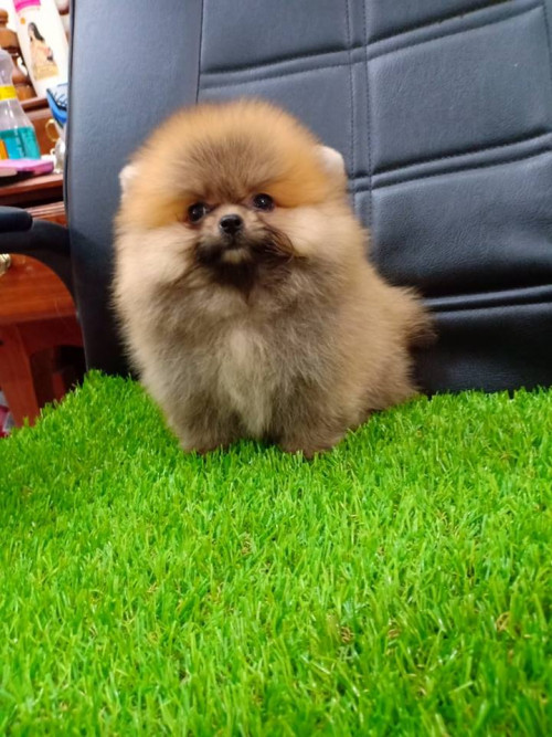 43114210 1165718883566844 5451828964949491712 n