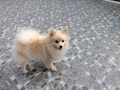 43042296 1773302479441577 3300360137054617600 n