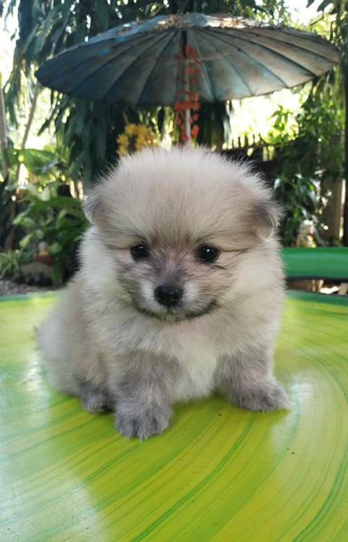 43079528 2115422265386243 6881424626312806400 n