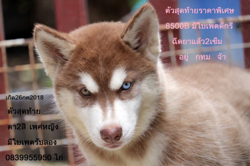 43185886 1843070745741284 493615553332641792 n