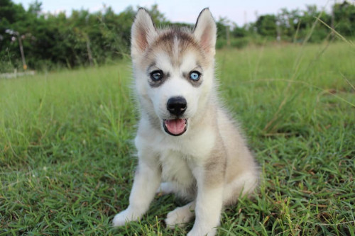 43168398 2216113128677916 3622902298264469504 n