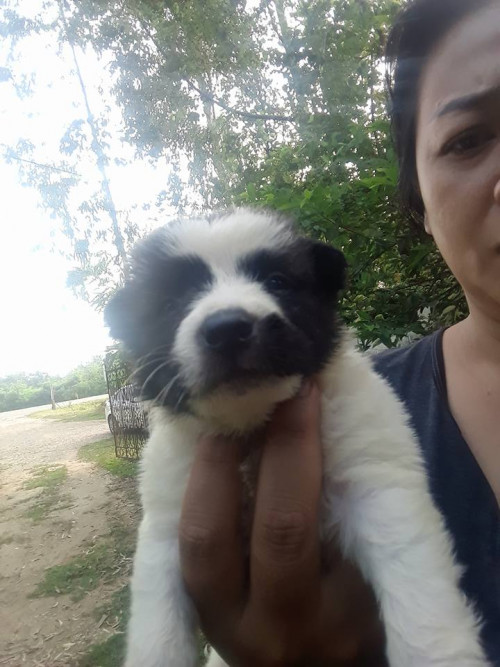 43335426 2052166428137322 5745731575560011776 n