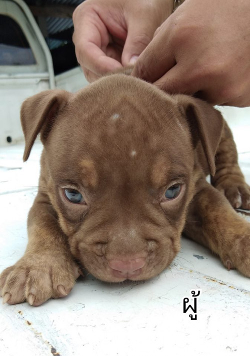 43335434 2688490597843964 3008810069010677760 n