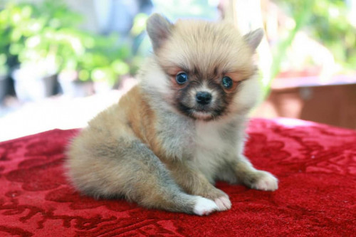 43470046 1996747350418144 8857887594323640320 n