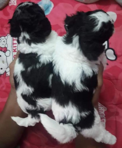 43473312 1926139510833100 4629581609551527936 n