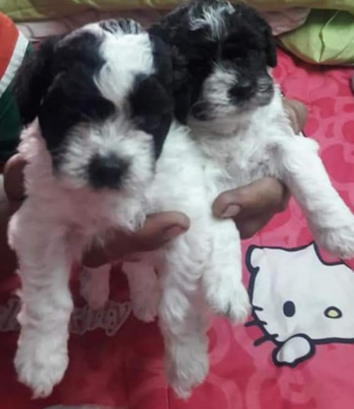 43584708 1926139484166436 1851739505736810496 n