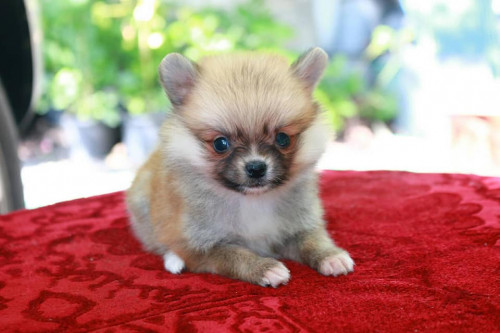 43666896 1996747400418139 7930289162215751680 n