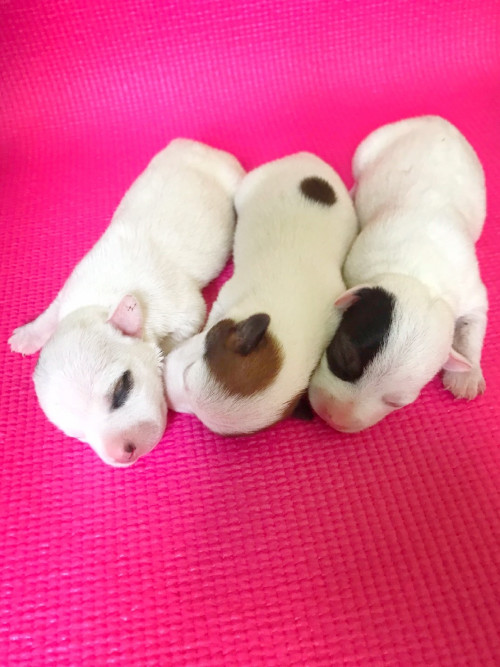 25611016 ๑๘๑๐๑๖ 0002