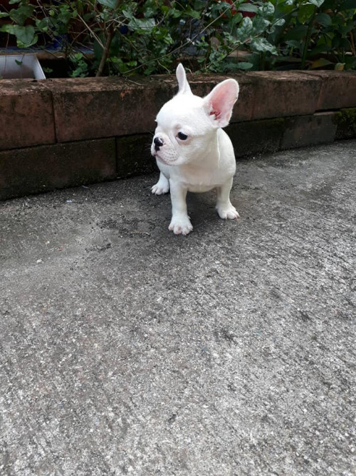 44211356 1858898004147413 9030038555086290944 n