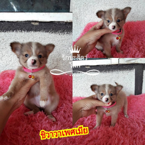 44232033 10213030760058771 7649548848251011072 n