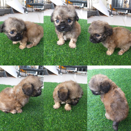 44243159 2206513666293895 4181197331770638336 n