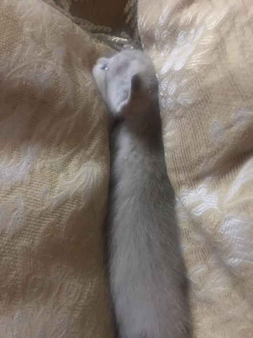 44205205 2451571584869542 8911799076090019840 n