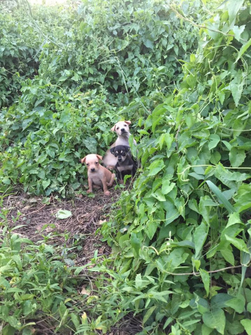 44302746 2166915230295594 2466318835821576192 n