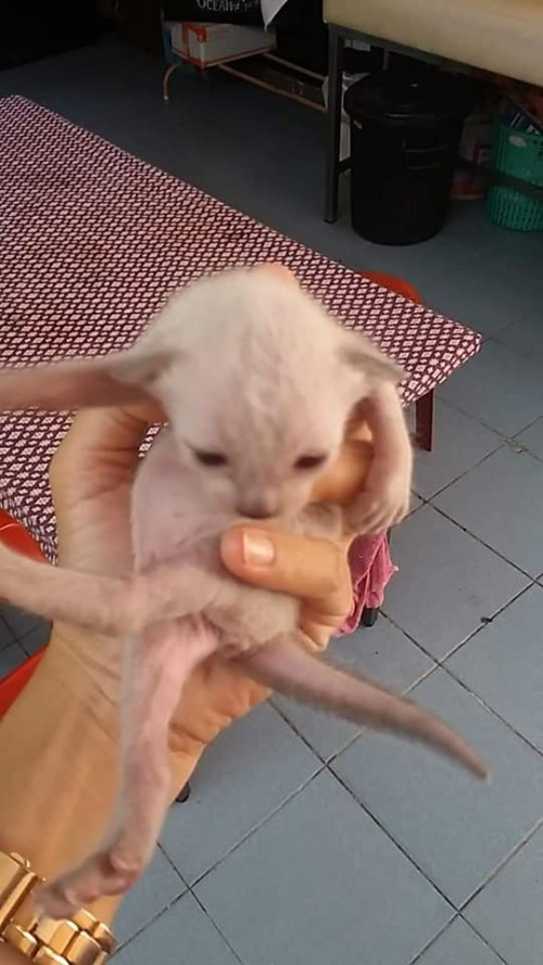 44573184 10204913308308452 2702118050815016960 n