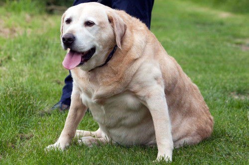 golden-labf3d8e9f1d7c983bb.jpg