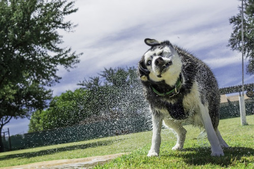 siberian-husky-1771659_640.jpg