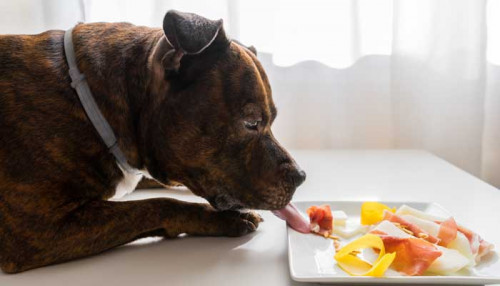 Best-Dog-Food-for-Pitbulls-to-Gain-Weight-1af10804ea957c69c.jpg