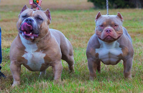 Bully1.jpg