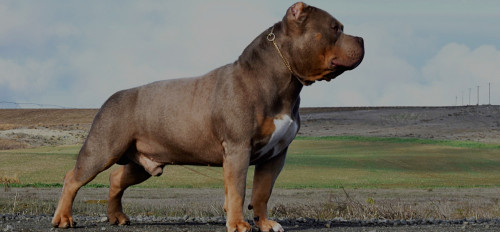 XL-Bully.jpg